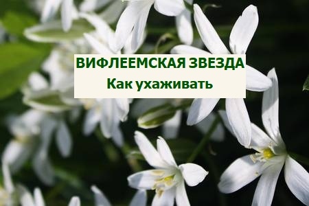 вифлеемская звезда