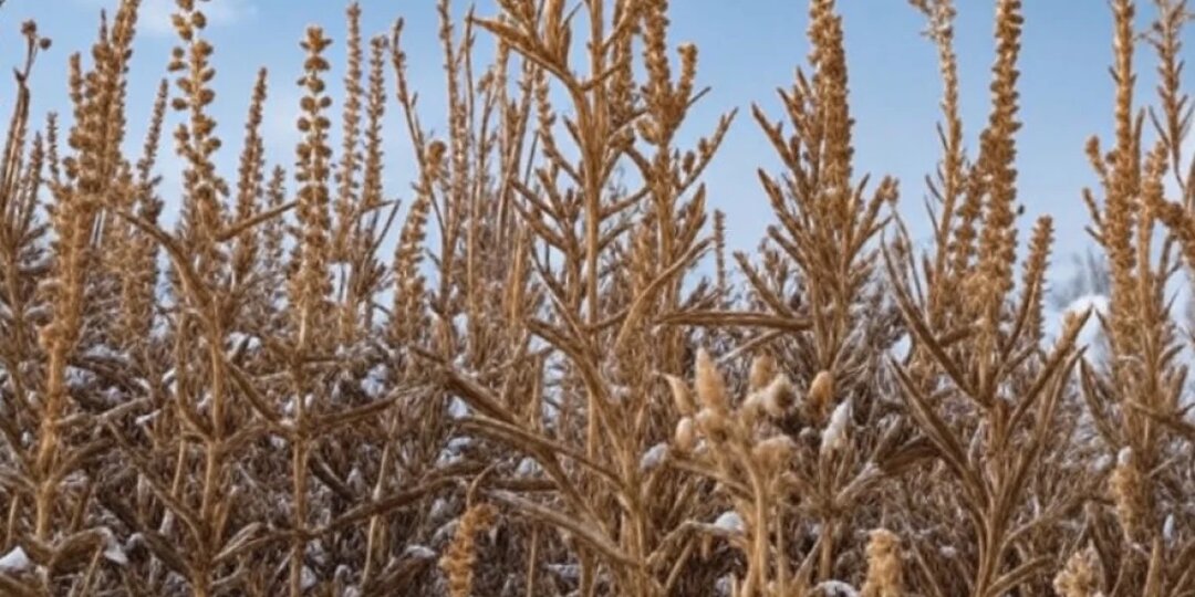 Карантин из-за опасного растения введён в Хабаровском крае