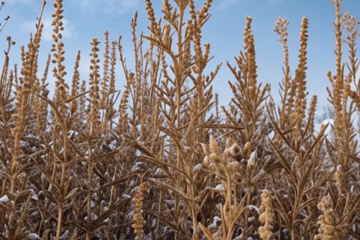    Карантин из-за опасного растения введён в Хабаровском крае