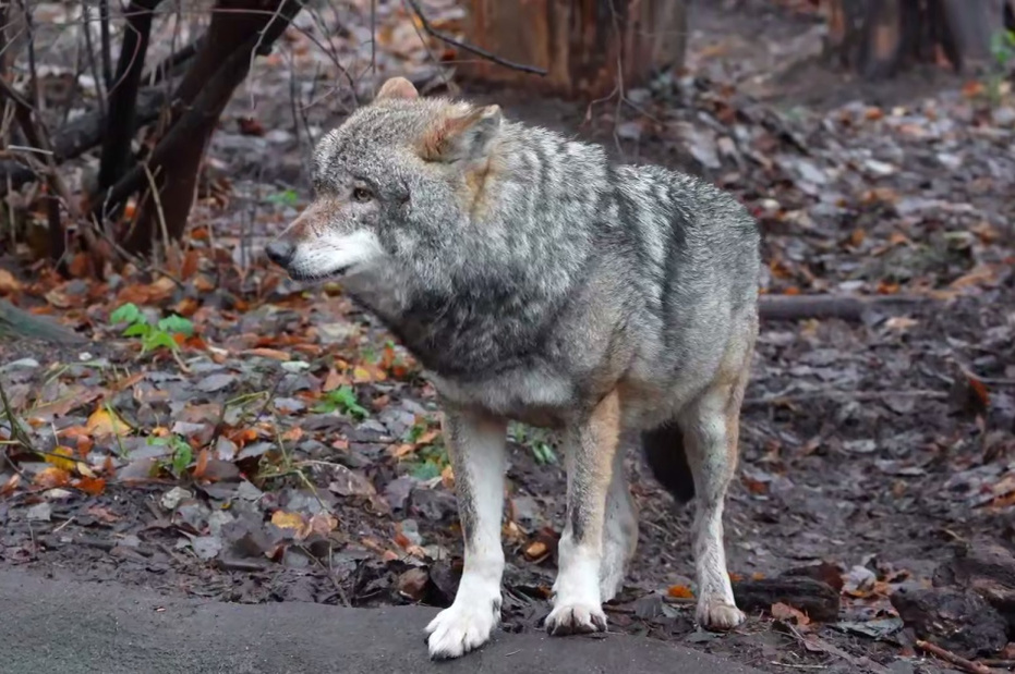    Московский зоопарк