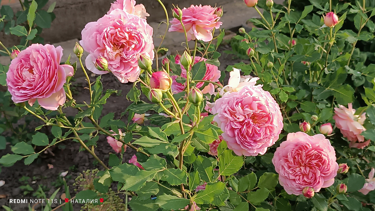  Роза Jubilee Celebration (Джубили Селебрейшн)