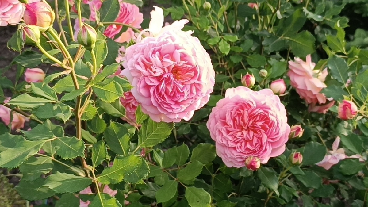  Роза Jubilee Celebration (Джубили Селебрейшн)