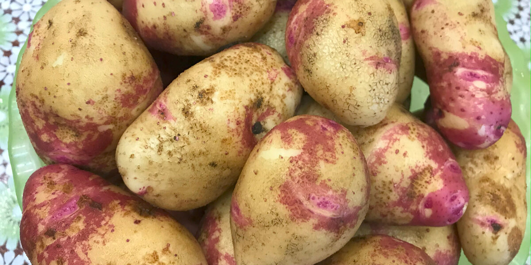 Сажаю картошку всегда только "наоборот" - так научил дед из Белорусии - что вышло и как урожай - рассказываю