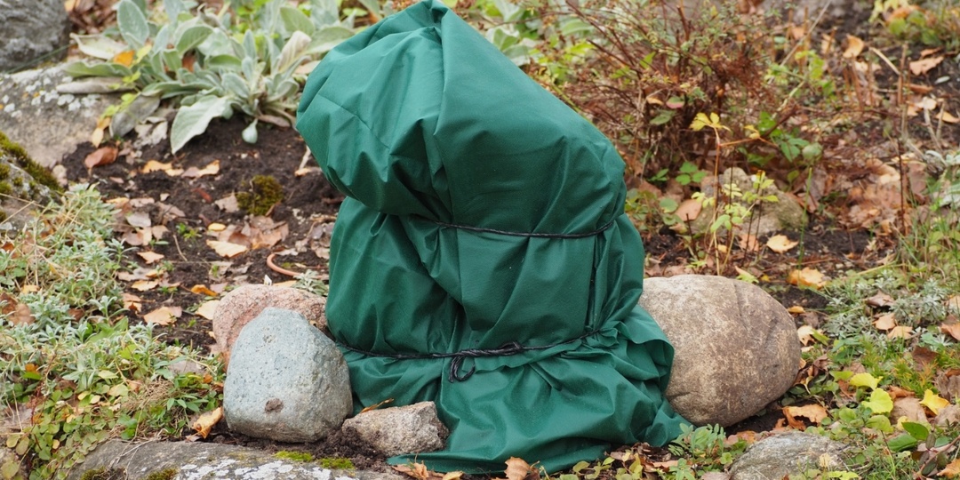 Укрыли розы, а морозов так и нет - грозит ли им выпревание