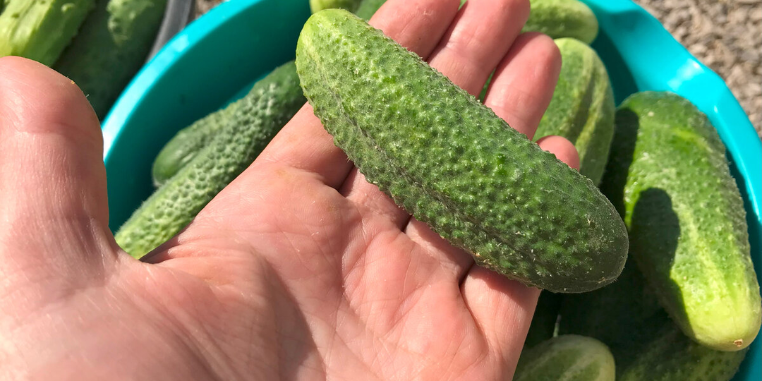 Зимой обязательно собираю картофельную кожуру для огурцов, а летом радуюсь богатым урожаям