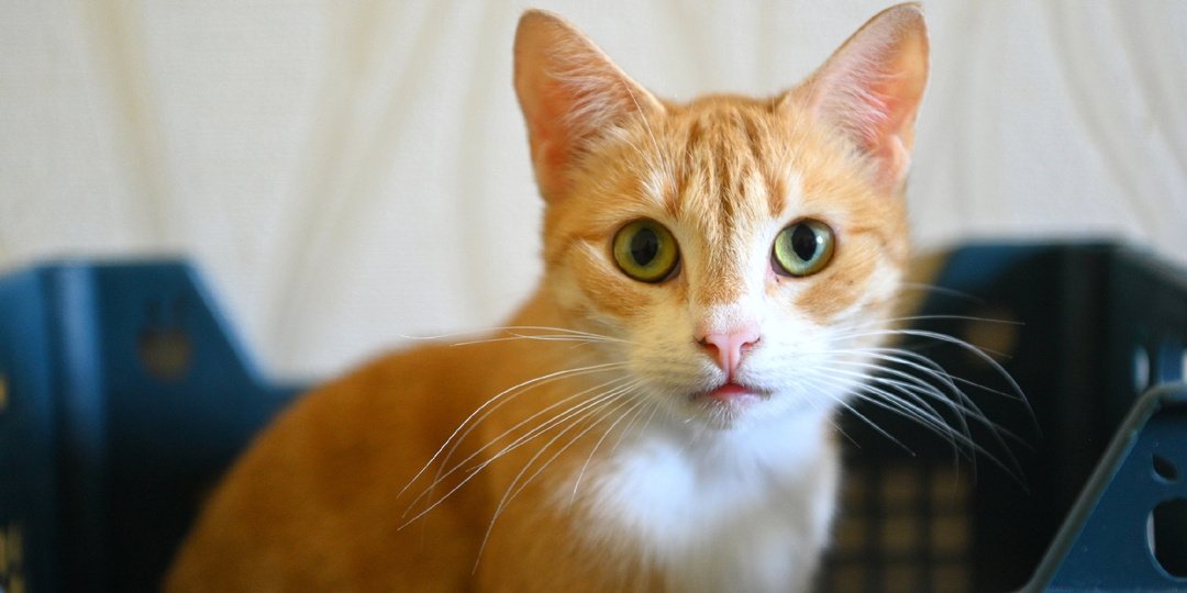 Кошка Аннушка мечтает о доме 🐈🏠