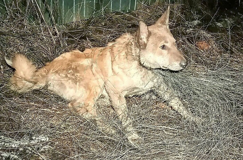 Собака несколько дней звала на помощь, и её спасли на заброшенном пустыре