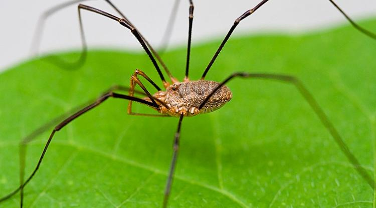 Ну, и какой я тебе паук!?