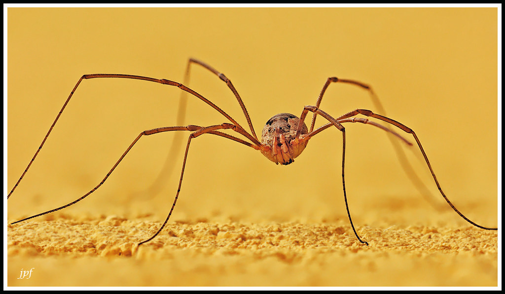 Эти глаза напротив...