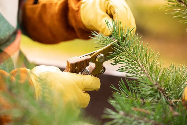 Стрижка хвойных растений — ключевой момент в заботе о садовых композициях
