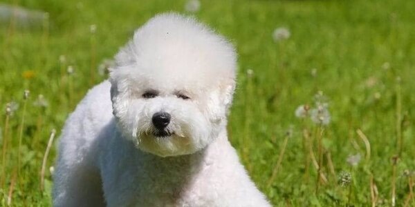 dogbreeds.nameБишон Фризе (Французская Болонка)