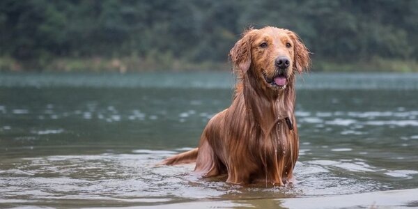 dogbreeds.nameЗолотистый Ретривер