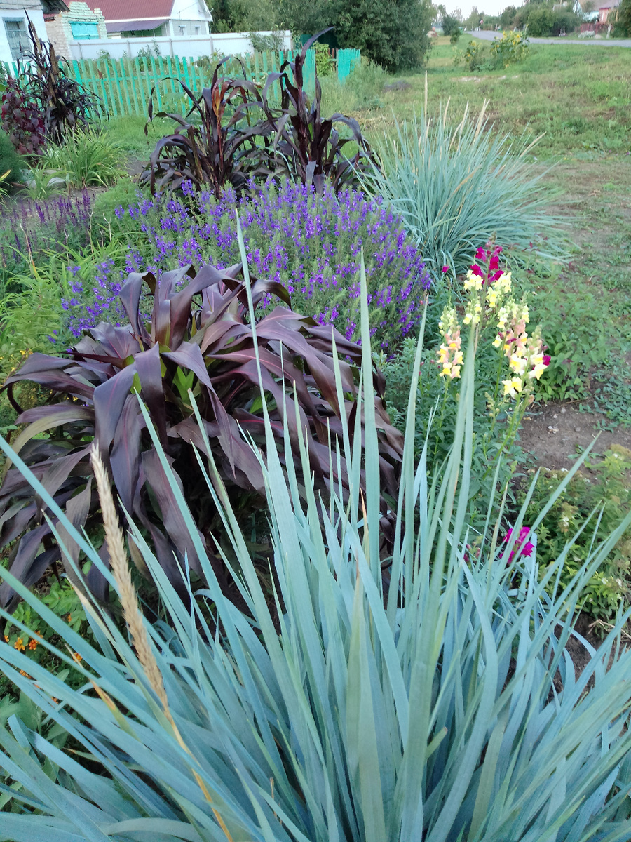 Колосняк, просо африканское, Змееголовник. 