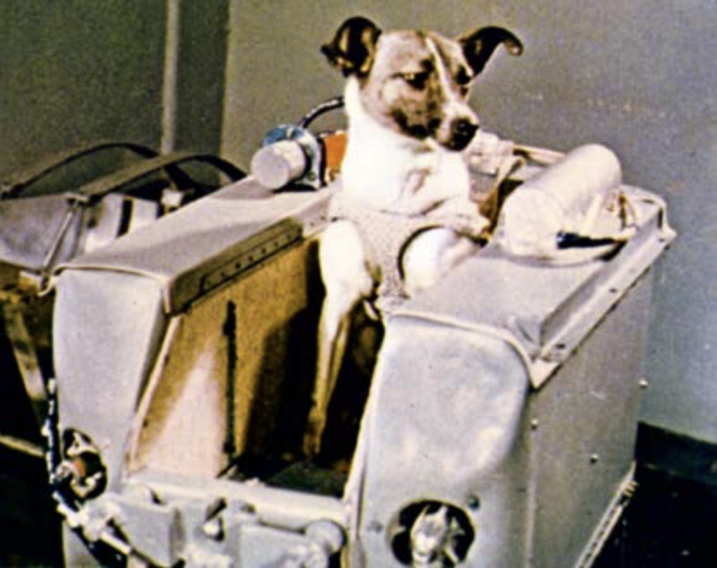 Лайка перед полетом в космос