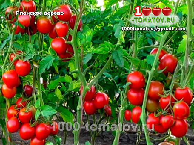 Томат Японское дерево фото 1