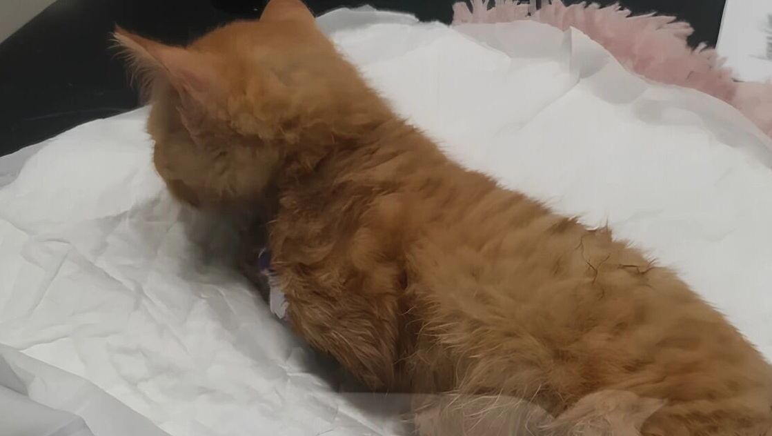     Источник: группа волонтеров /krsk.kp.ru