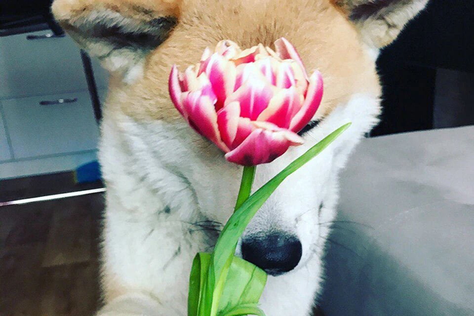 Сэм вернулся к первой хозяйке. Фото: соцсети.