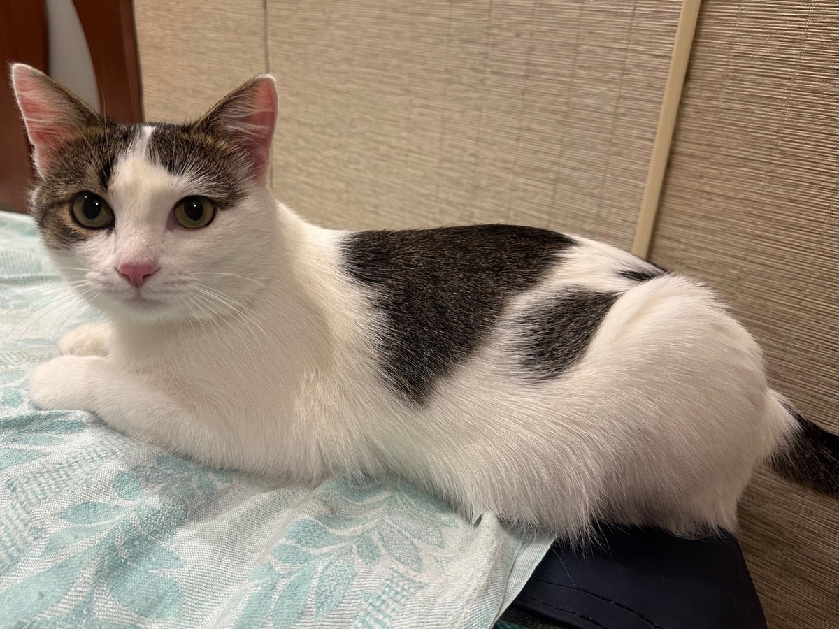    Кузя в безопасной домашней обстановке на передержке демонстрировал спокойный характер