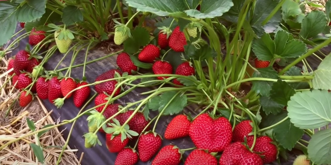 Лучшие сорта клубники: правильный выбор сорта — главный секрет урожайной клубники!