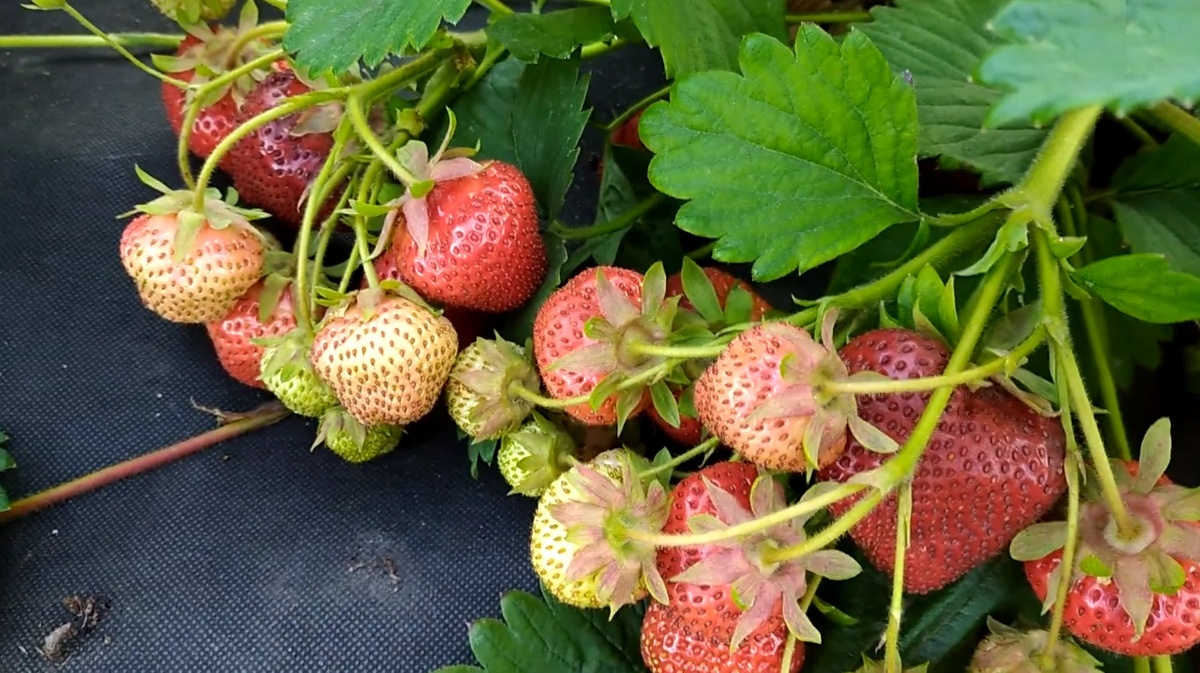 Лучшие сорта клубники: правильный выбор сорта — главный секрет урожайной клубники! Королева Елизавета