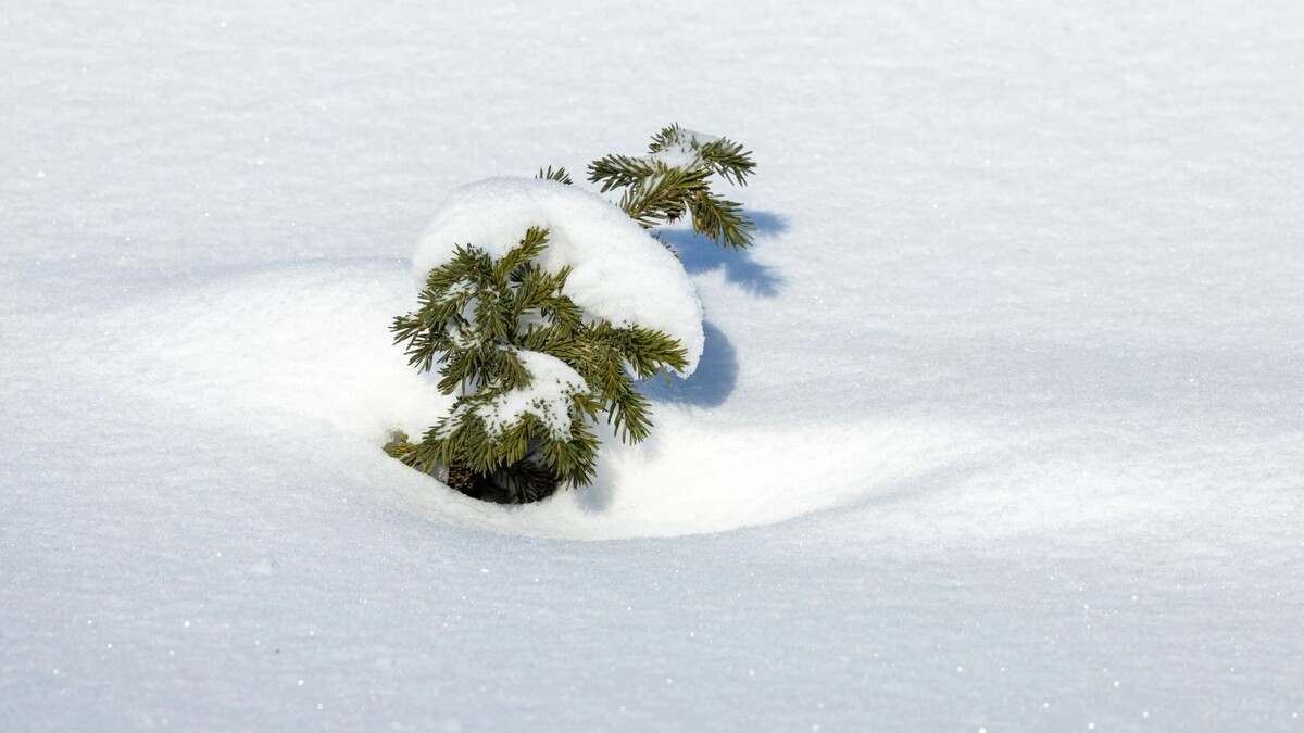    Фото: Федор Воронов/«Ямал-Медиа»