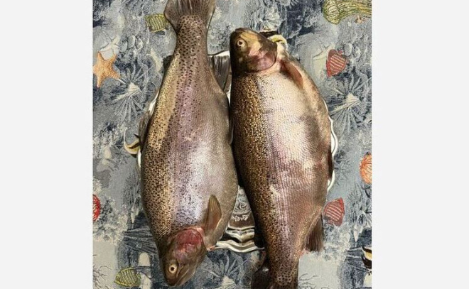    © телеграм-канал комитета по АПК Ленобласти