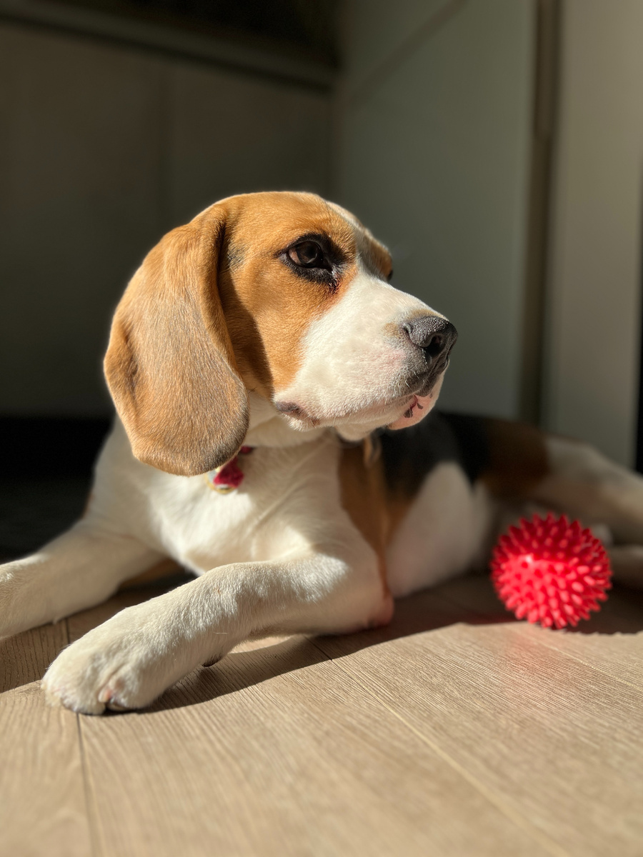 Тут Трюфелю 2 года