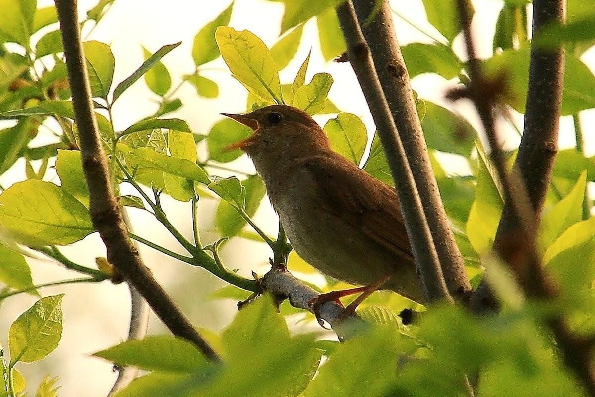 Картинка из интернета для иллюстрации