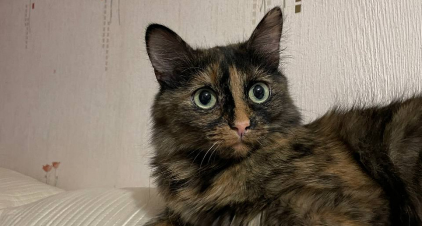    Автор фото - Анна Ефимова