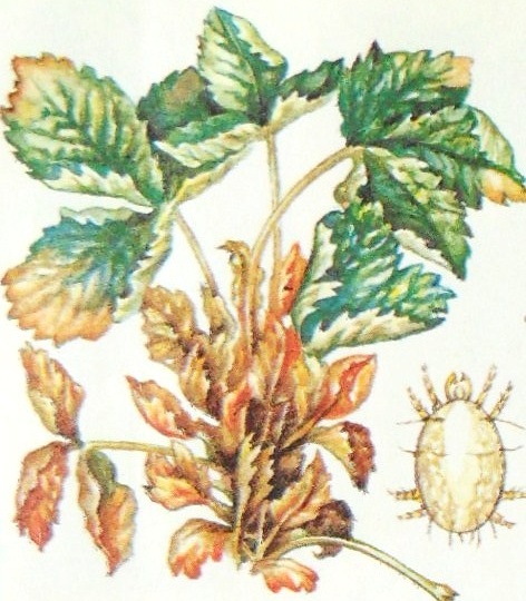 Земляничный клещ