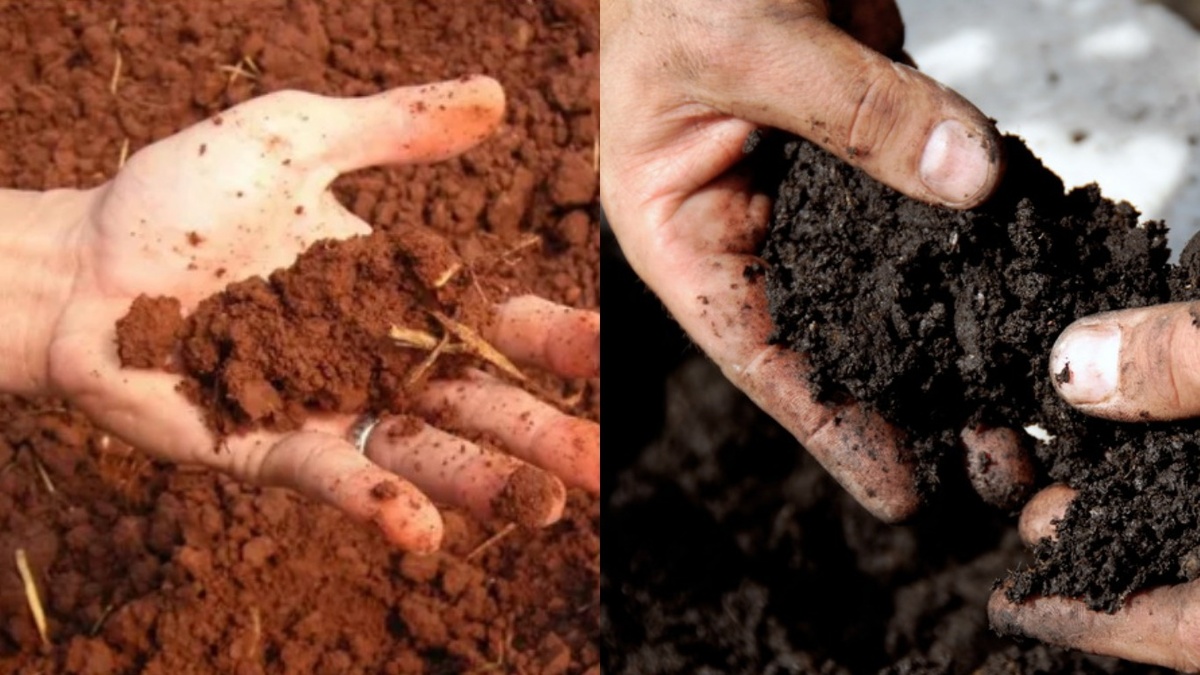 Мой участок до и после трехлетнего органического улучшения - разница очевидна