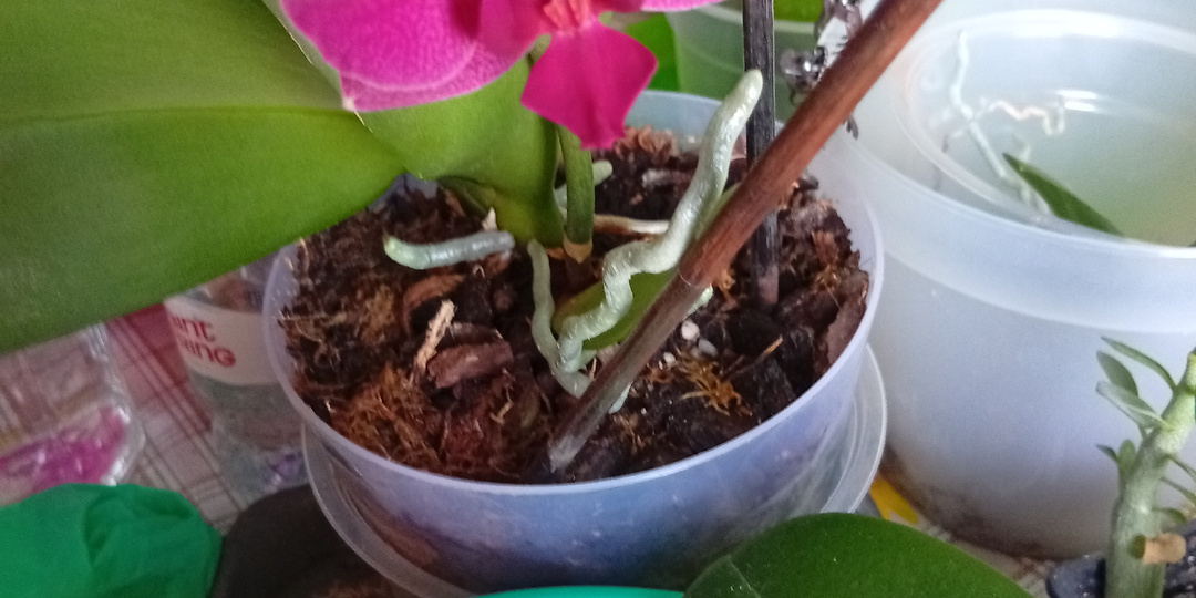 Моя малышка снова зацвела!!!