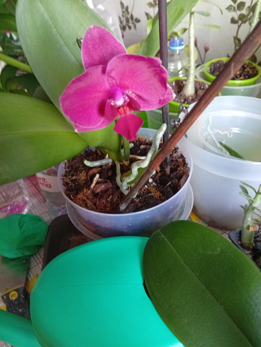 Фото автора статьи. Зацвела красивая орхидея, но она у меня маленькая.