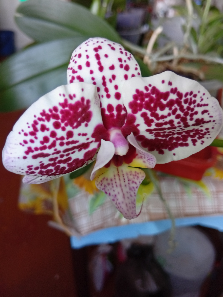 Фото автора статьи.Зацвела моя первая орхидея, она у меня уже более 3- х лет.