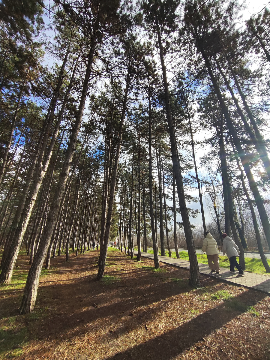 Сосновый островок по пути к Месту дуэли Лермонтова (декабрь 2025 года)