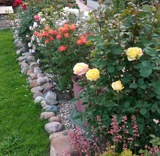 Какие розы люблю, а какие терплю