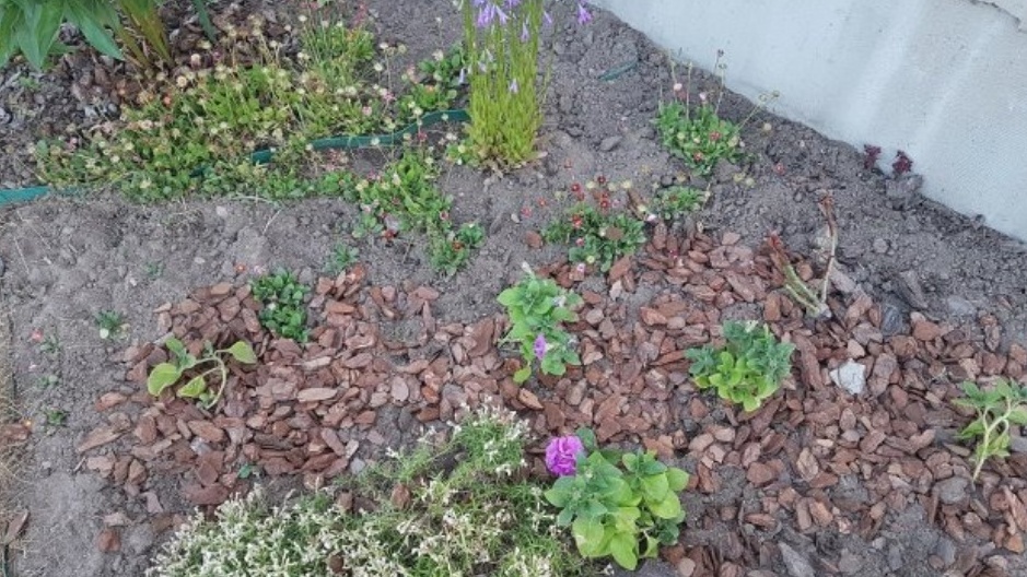 Результат майских заморозков