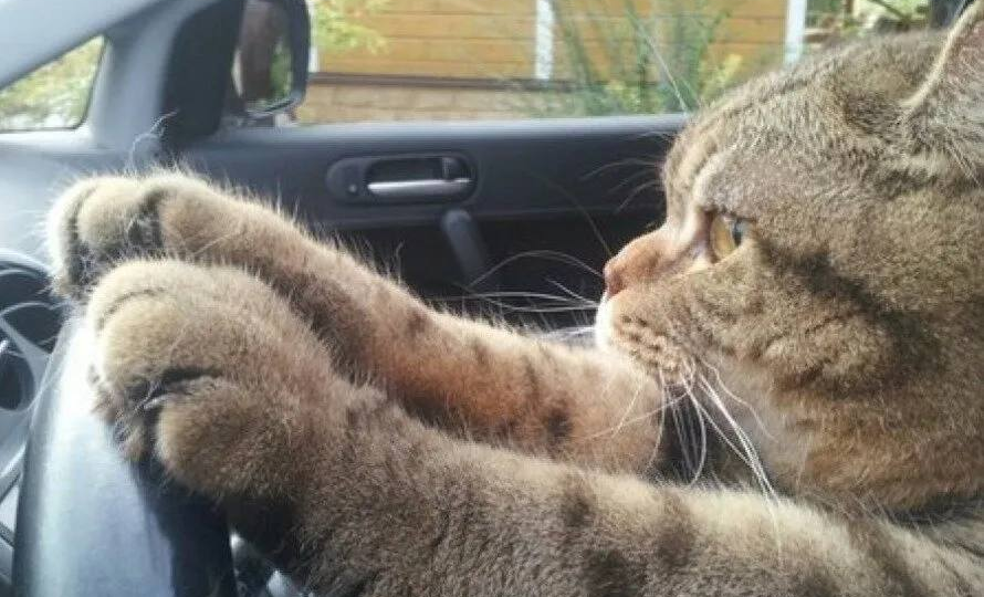 Запрет на домашних животных.