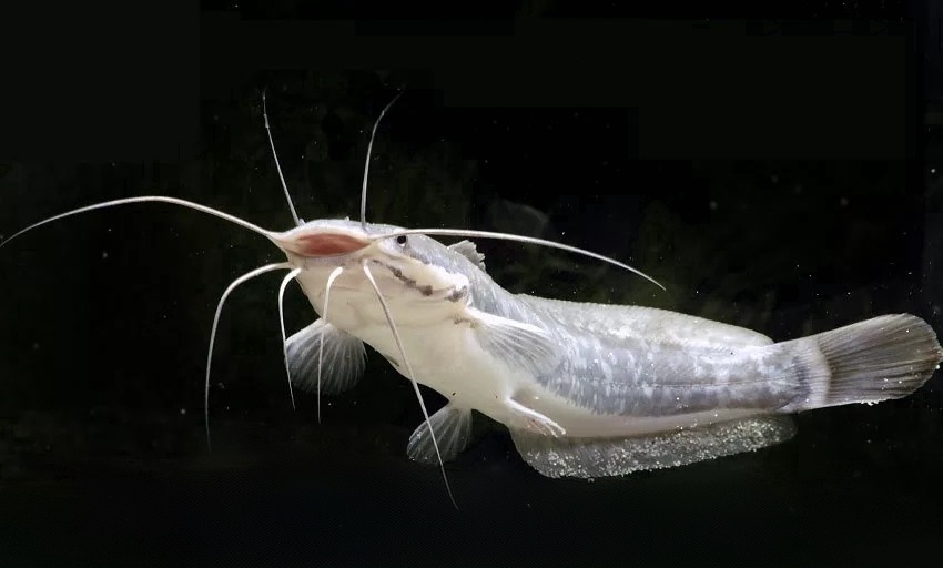 Мраморный сом (Clarias gariepinus)