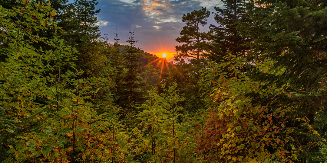 Изменение площади лесов за последние десятилетия