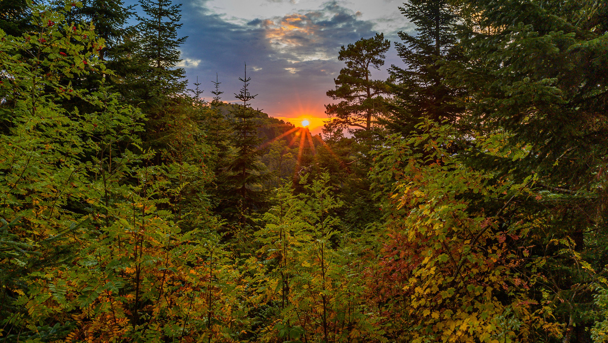 Лес на Кавказе