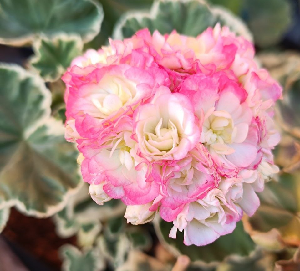 Пестролистная розебудная пеларгония Uaito Ringu 