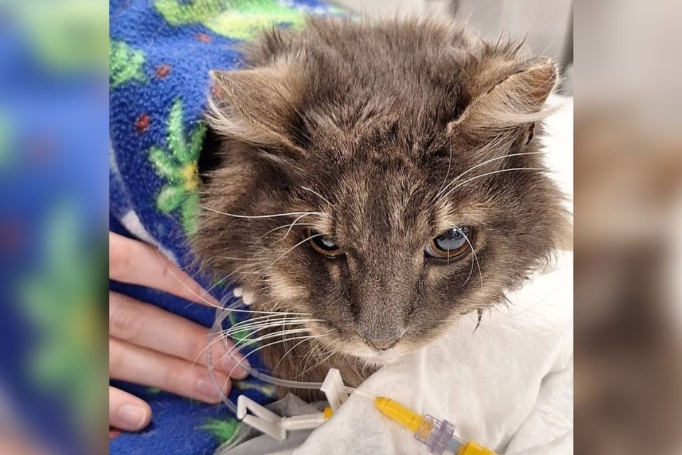    Кот совсем недавно пережил три операции и два переливания крови. Фото: чат поисков Челси