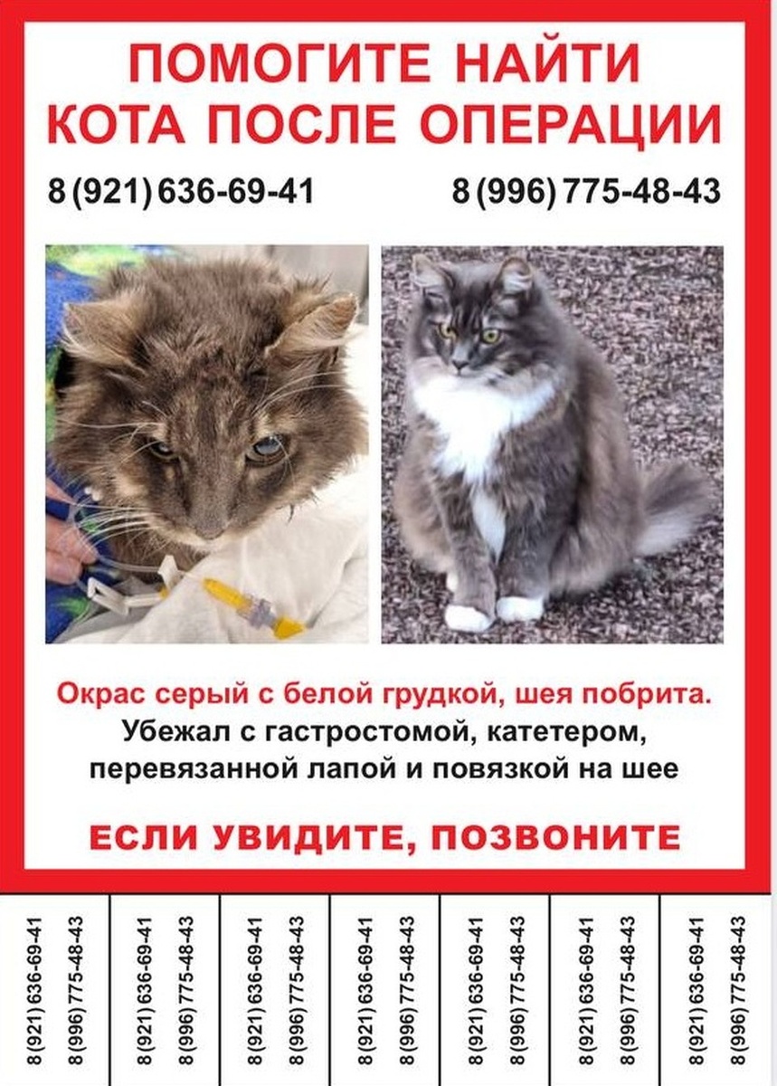    Котика ищут уже пять дней. Фото: чат поисков Челси