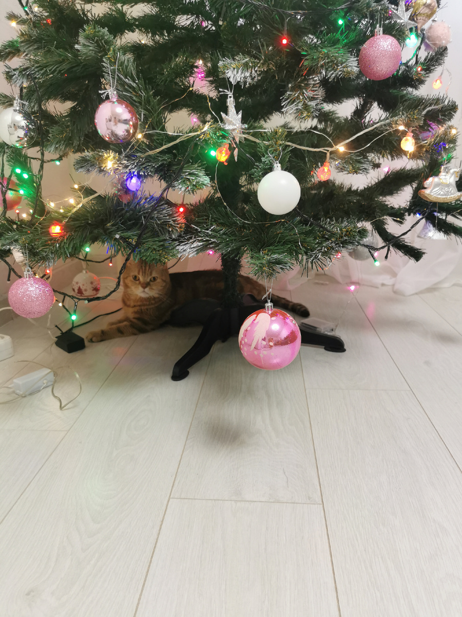 Лиса и елка..