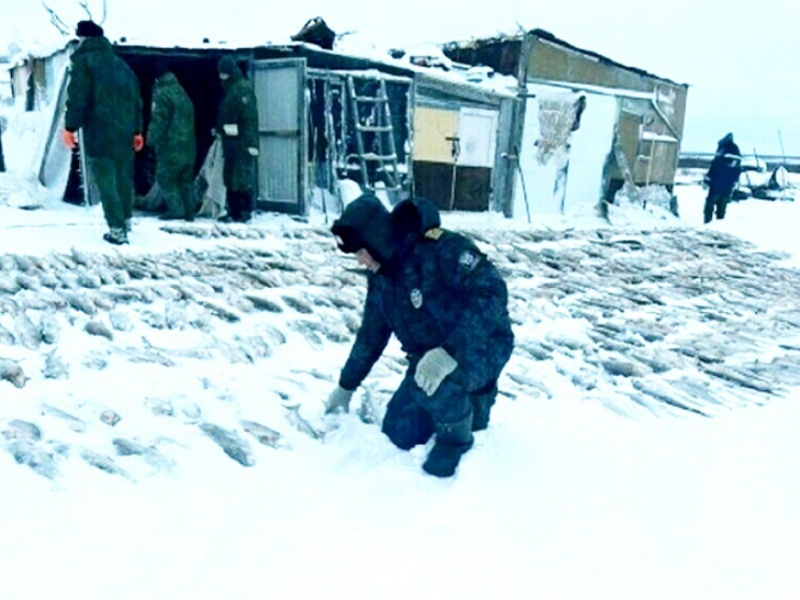 Поймали чуток. Фото: Енисейское ТУ ФАР