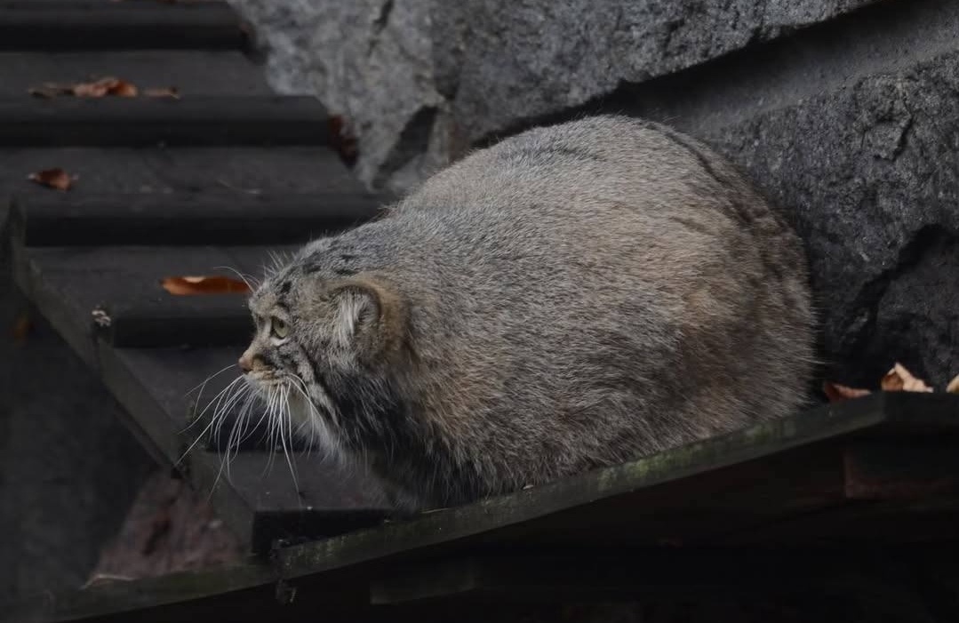 Манул Тимофей зажировку закончил. Фото из ТГ-канала "Москва 360°".