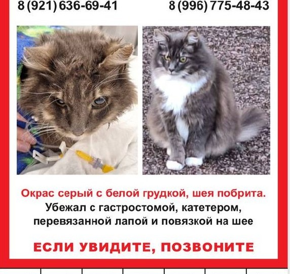 В Петербурге уже пять дней безрезультатно ищут больного кота с трубкой в пищеводе