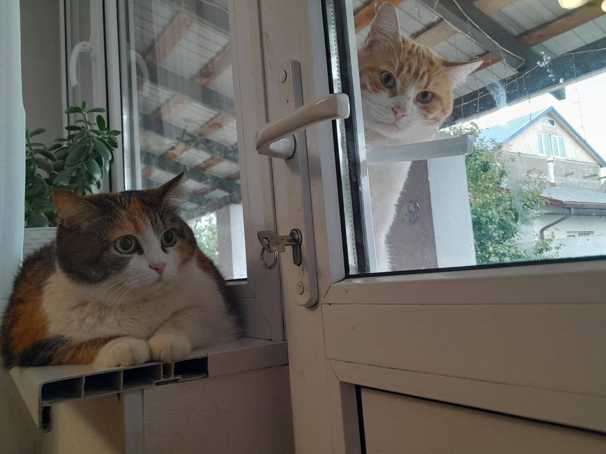 Наша Кася Попова и кот Рыжик