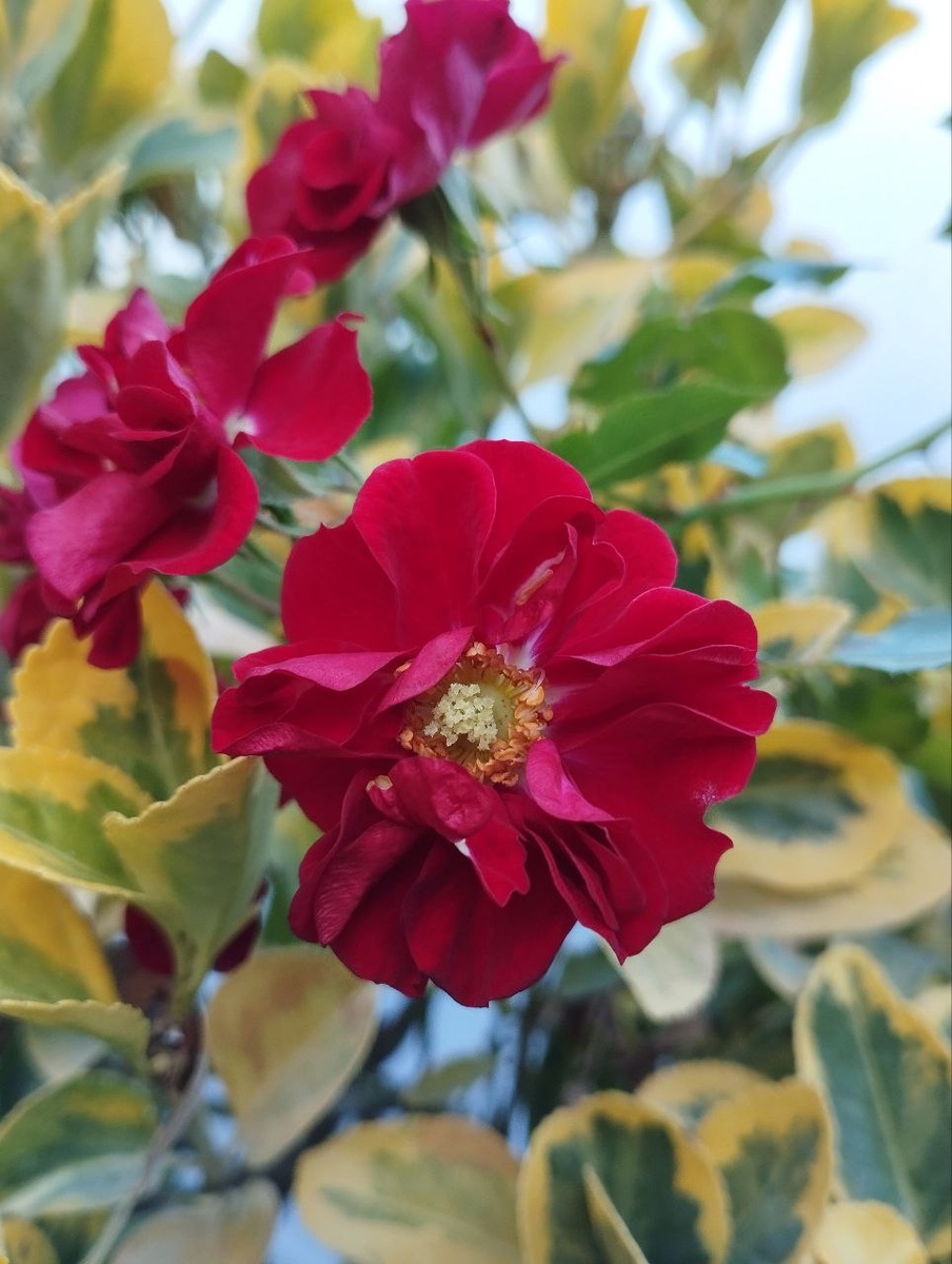 Розы в питомнике Краснолесье